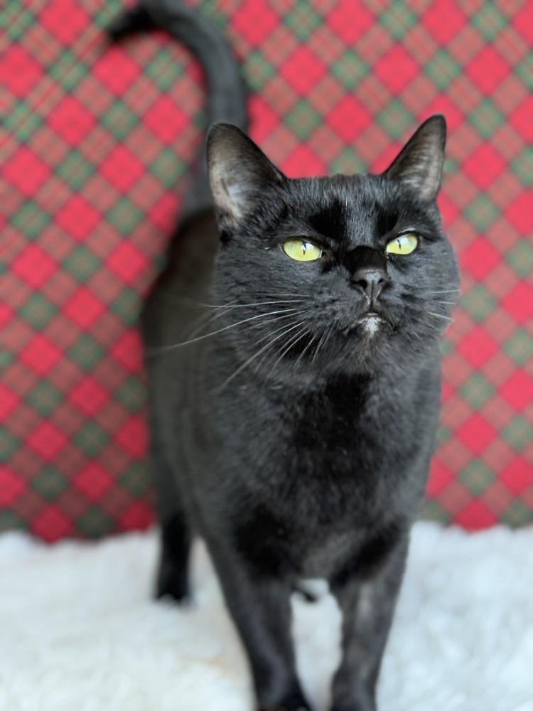 Druscilla, a Adoptable Domestic Short Hair in Wheaton, IL image 1/6