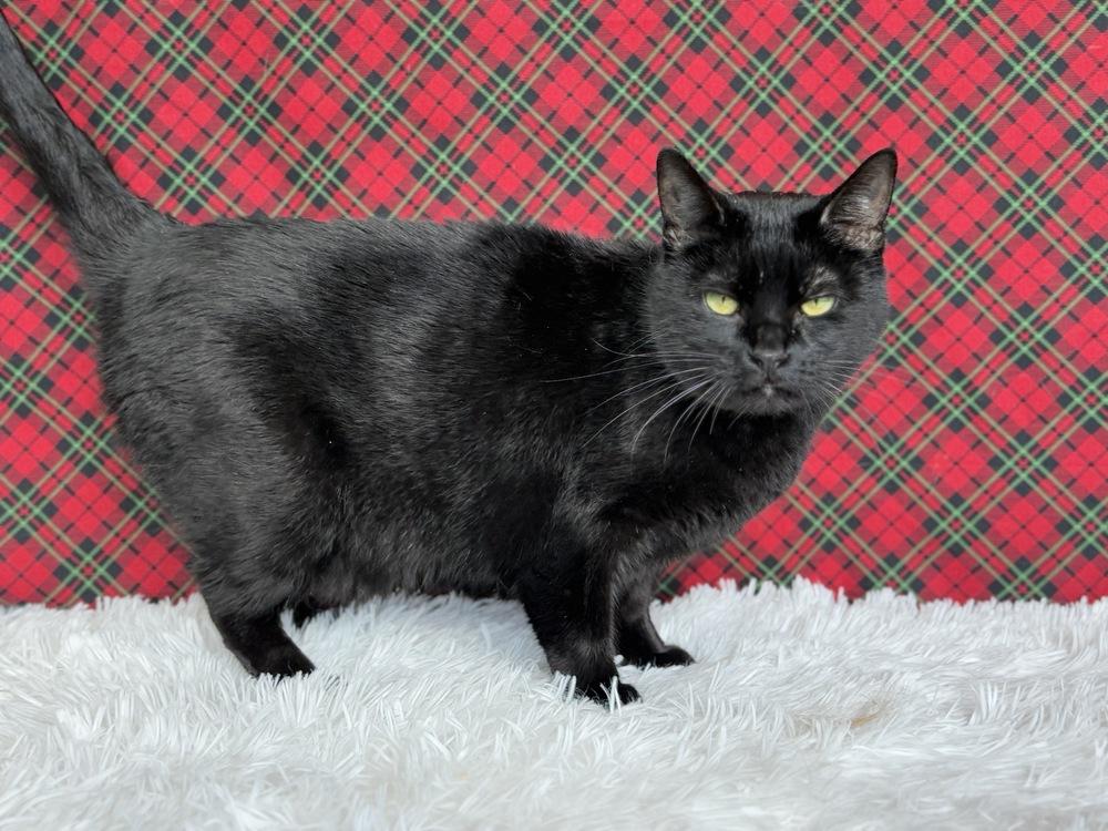 Druscilla, a Adoptable Domestic Short Hair in Wheaton, IL image 2/6