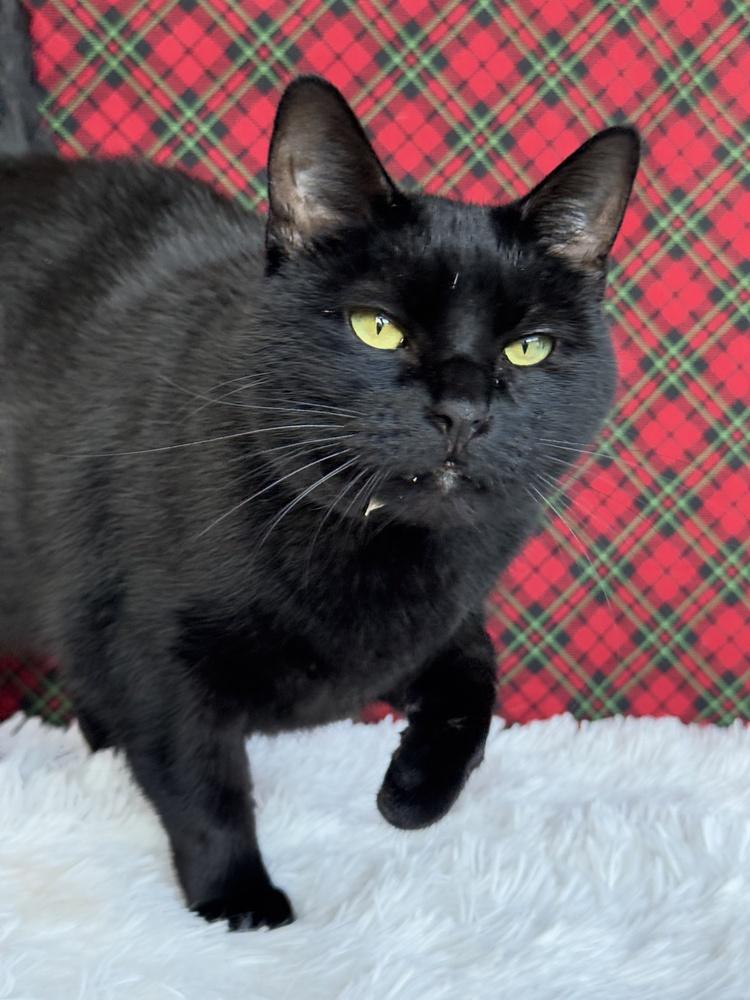 Druscilla, a Adoptable Domestic Short Hair in Wheaton, IL image 3/6