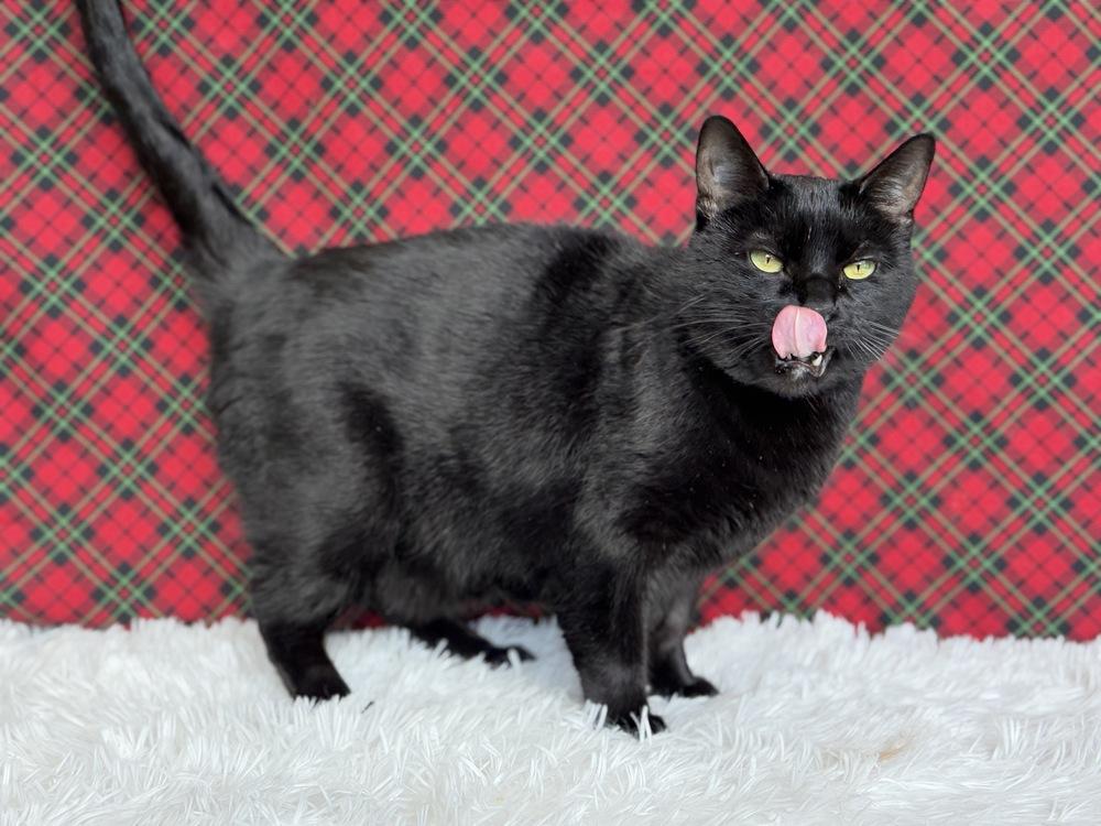 Druscilla, a Adoptable Domestic Short Hair in Wheaton, IL image 4/6