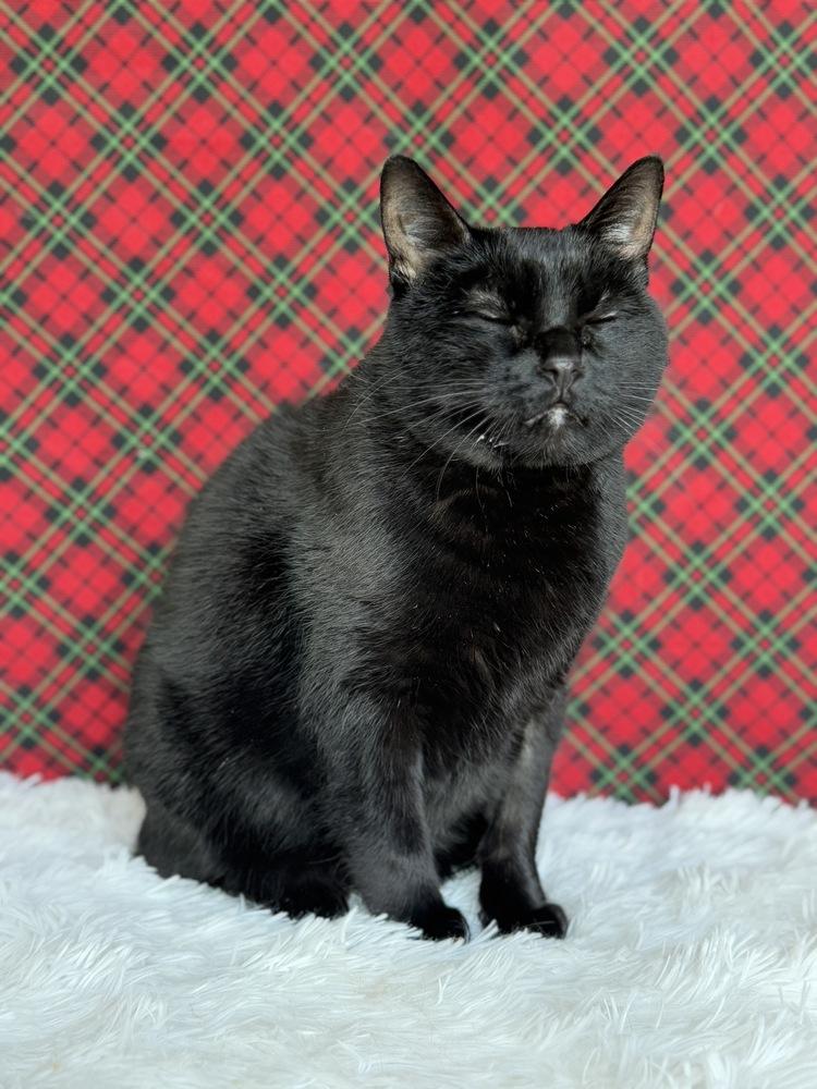 Druscilla, a Adoptable Domestic Short Hair in Wheaton, IL image 5/6