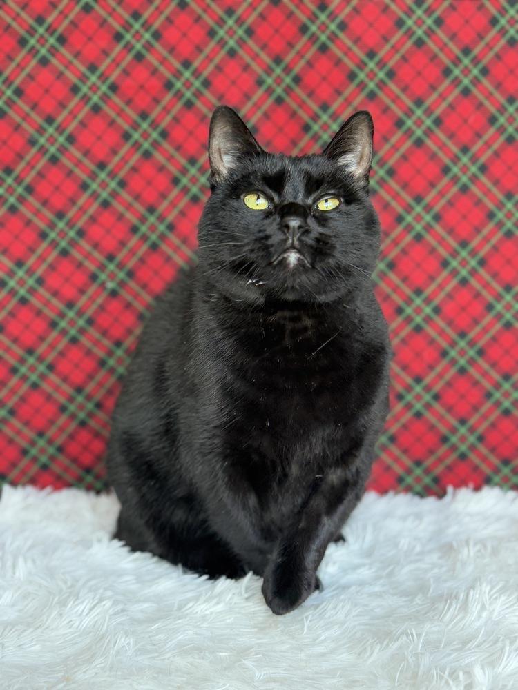 Druscilla, a Adoptable Domestic Short Hair in Wheaton, IL image 6/6