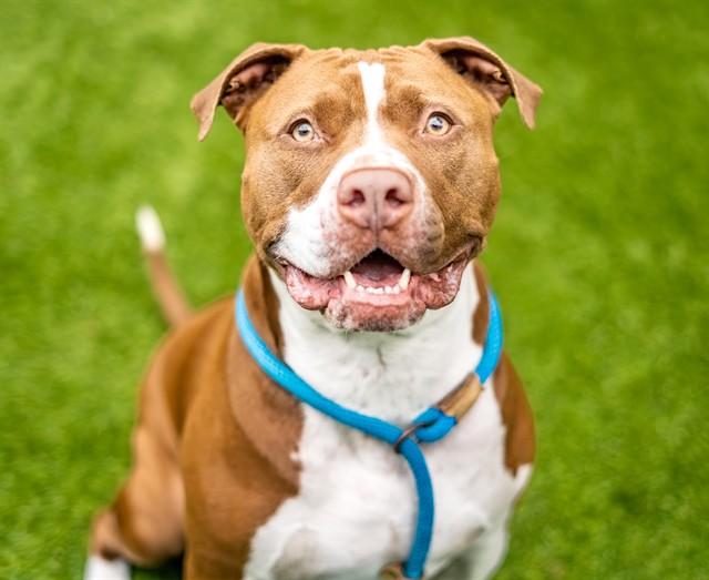 KILO, Adoptable, Adult Male Pit Bull Terrier & Mixed Breed.