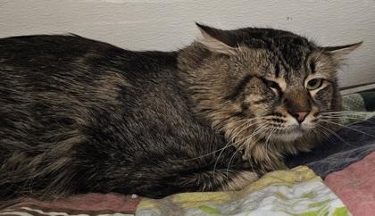 Enlarge Sir William Edwards, a Adoptable mixed breed in Phoenix, AZ image 1/2