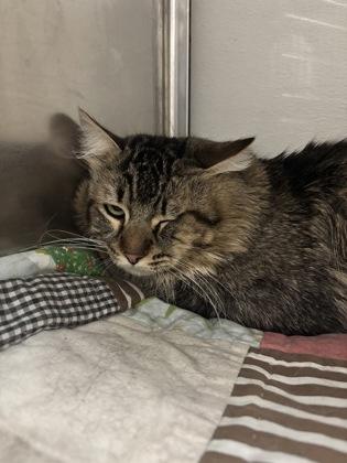 Enlarge Sir William Edwards, a Adoptable mixed breed in Phoenix, AZ image 2/2