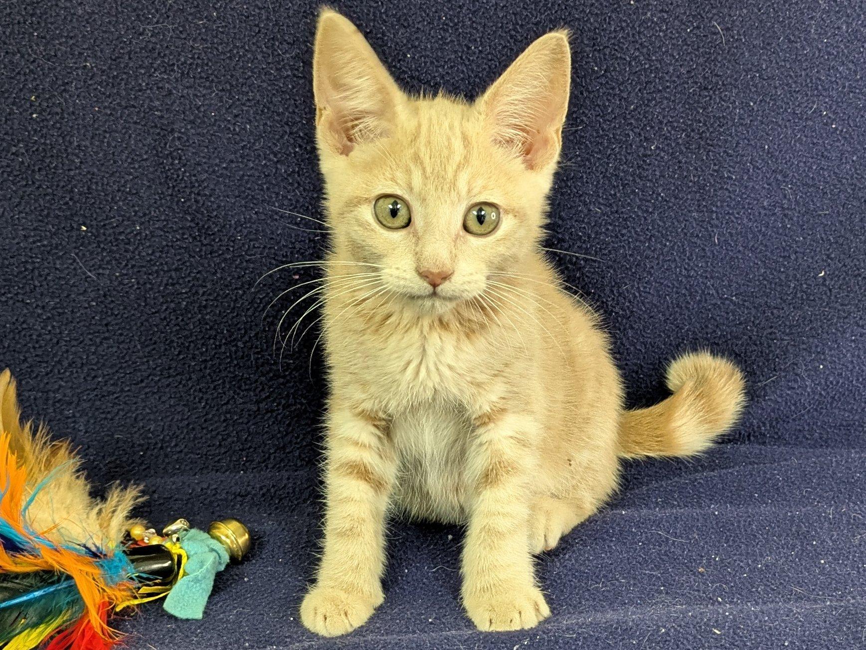 Ghirardelli, an adoptable Tabby, Domestic Short Hair in Republic, WA, 99166 | Photo Image 1