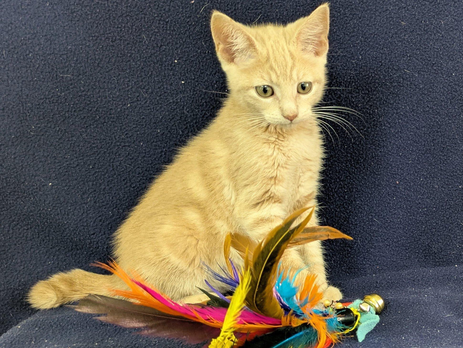 Ghirardelli, an adoptable Tabby, Domestic Short Hair in Republic, WA, 99166 | Photo Image 3