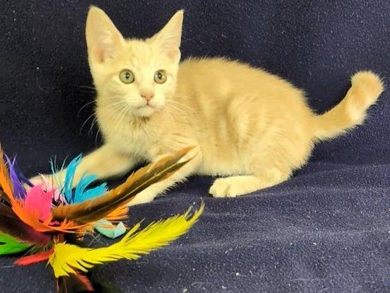Ghirardelli, an adoptable Tabby, Domestic Short Hair in Republic, WA, 99166 | Photo Image 2