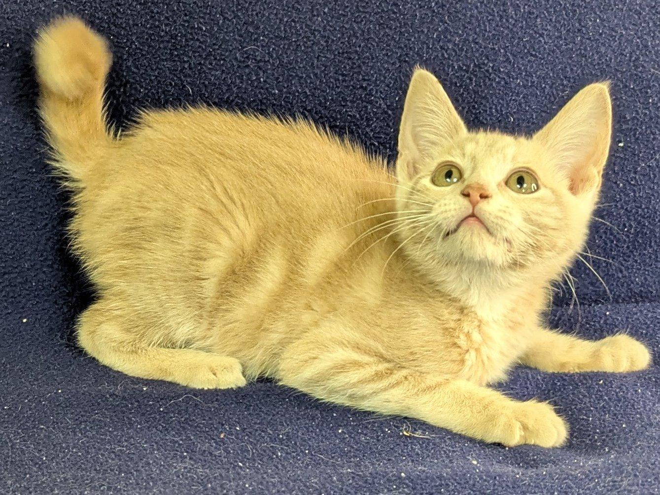Ghirardelli, an adoptable Tabby, Domestic Short Hair in Republic, WA, 99166 | Photo Image 4