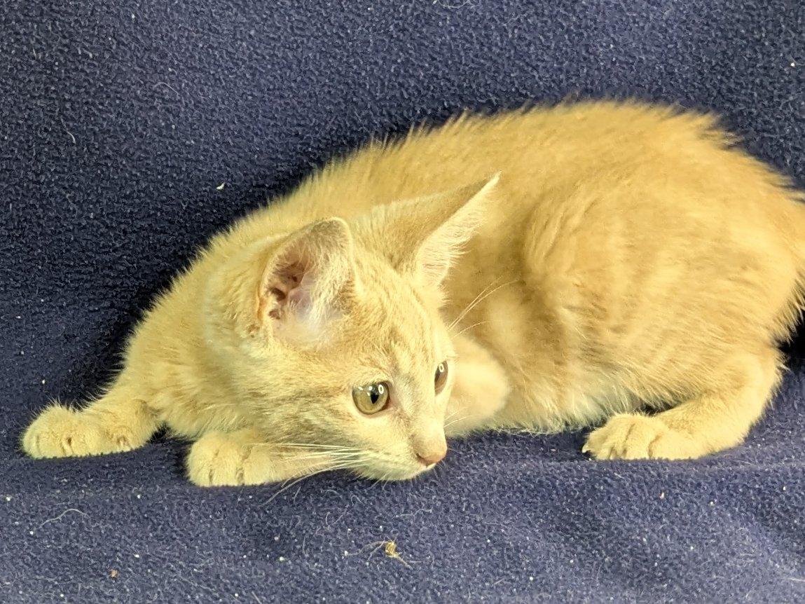 Ghirardelli, an adoptable Tabby, Domestic Short Hair in Republic, WA, 99166 | Photo Image 5
