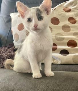 Enlarge Elsa, a Adoptable Dilute Calico in Parlier, CA image 1/2