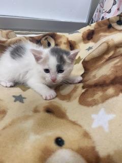 Enlarge Elsa, a Adoptable Dilute Calico in Parlier, CA image 2/2