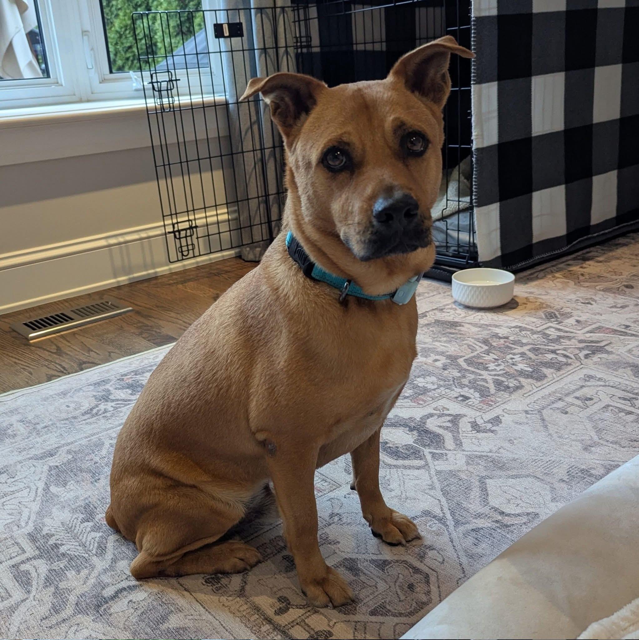 Enlarge Pumba, a ADOPTABLE mixed breed in Aurora, ON image 4/6