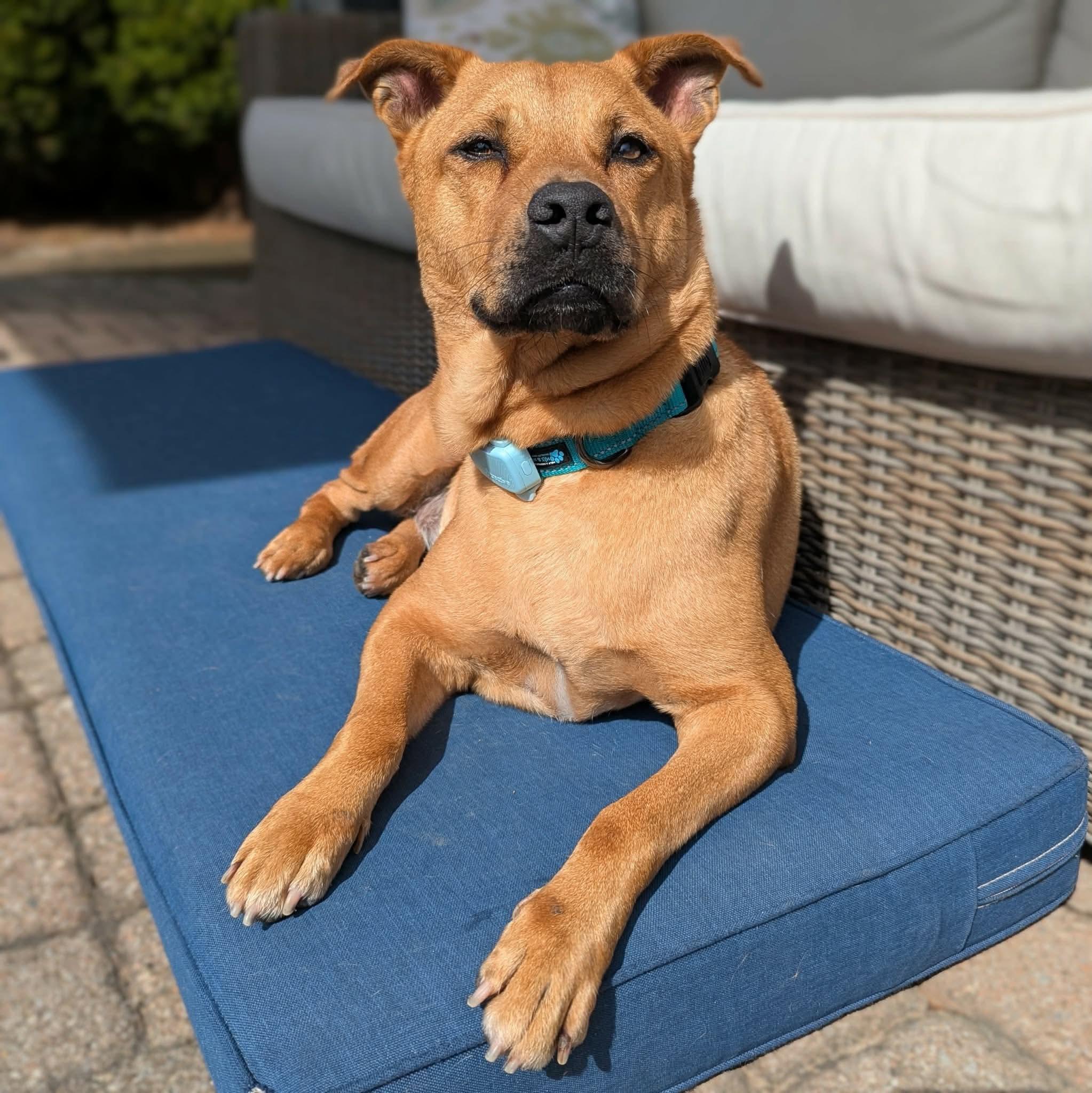 Enlarge Pumba, a ADOPTABLE mixed breed in Aurora, ON image 1/6