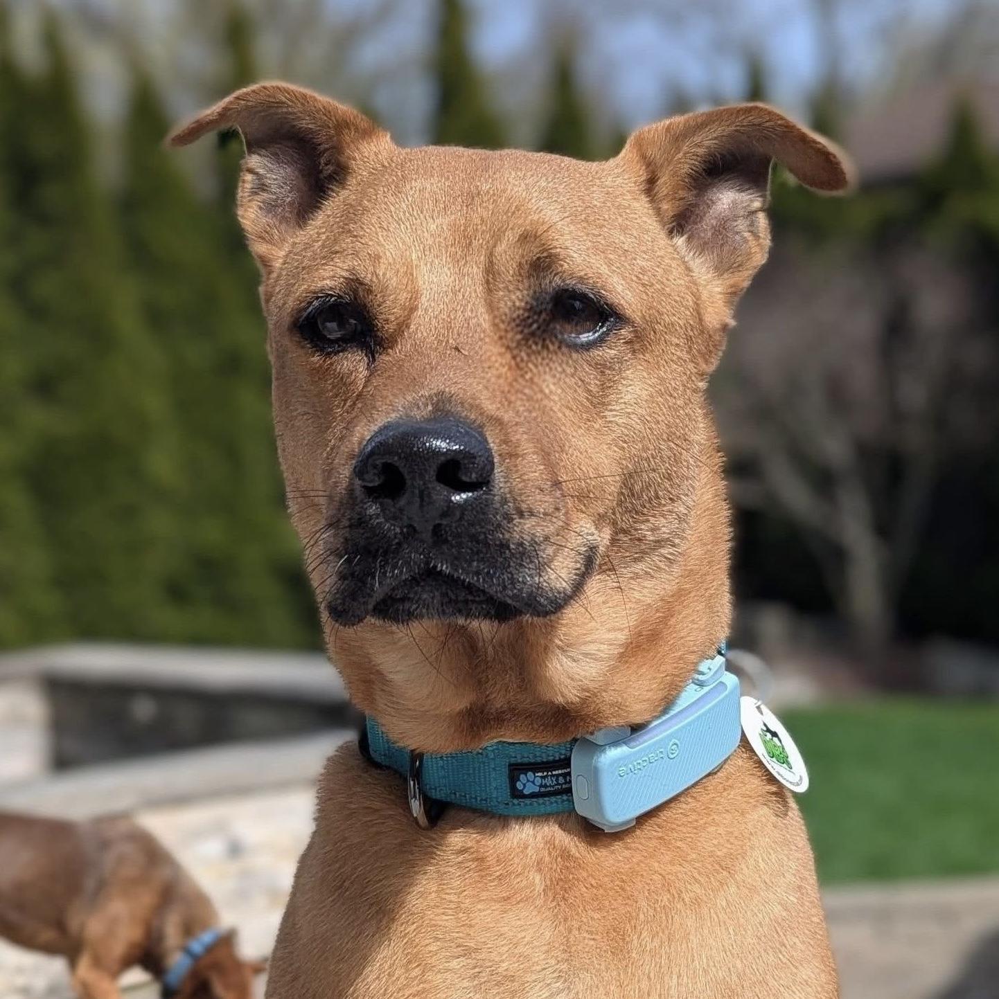 Enlarge Pumba, a ADOPTABLE mixed breed in Aurora, ON image 5/6