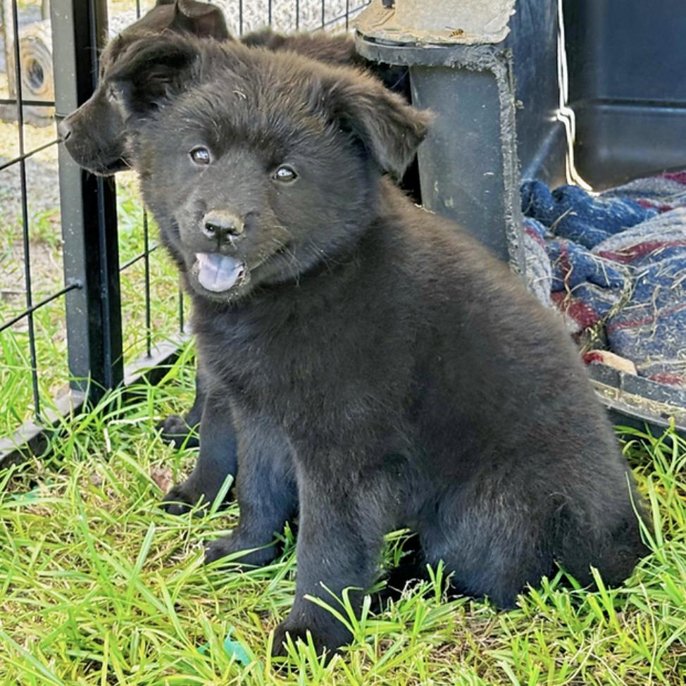Chow Chows for Adoption in Culloden, West Virginia | Petfinder