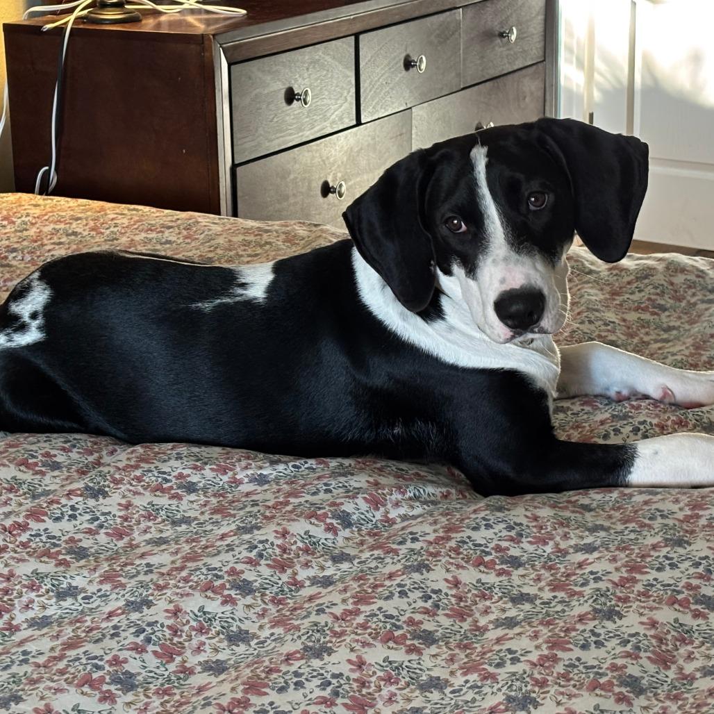 Bodhi, Adoptable, Young Male Hound & Mixed Breed.