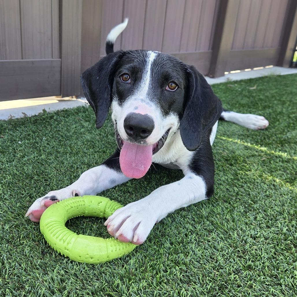 Bodhi, a Adoptable mixed breed in Bradenton, FL image 2/4