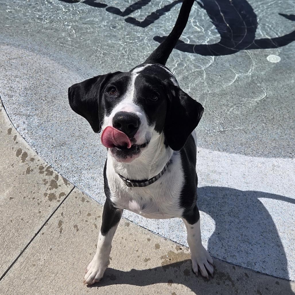 Bodhi, a Adoptable mixed breed in Bradenton, FL image 3/4