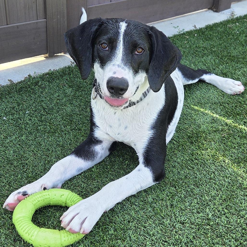 Bodhi, a Adoptable mixed breed in Bradenton, FL image 4/4