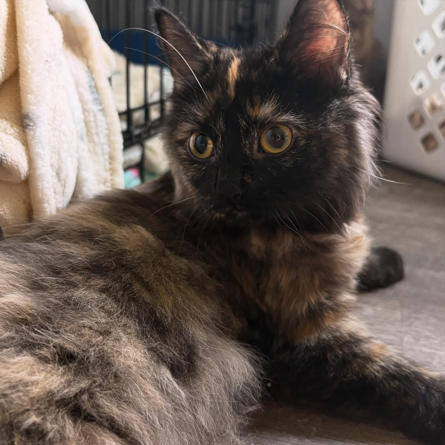 Enlarge Squeak , a ADOPTABLE Domestic Medium Hair in Austintown, OH image 1/1