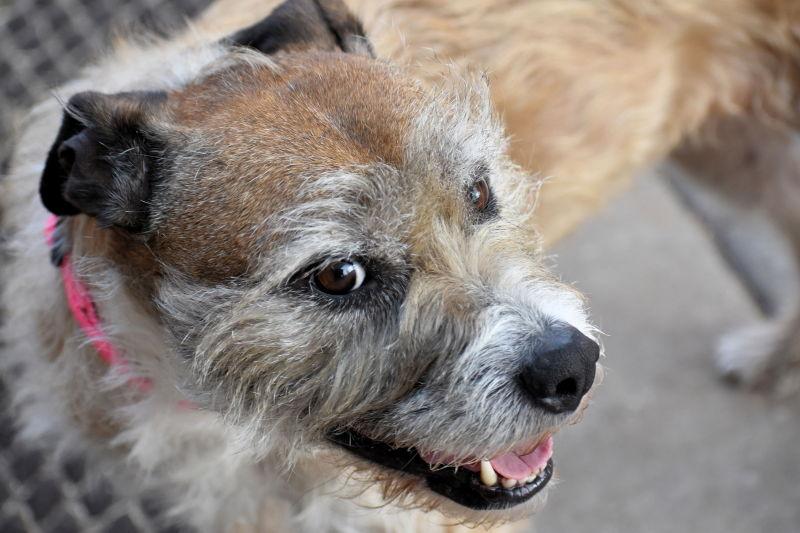 Roxie, Adoptable, Senior Female Border Terrier & Lakeland Terrier.