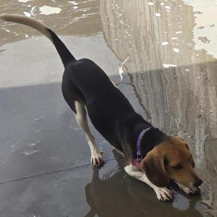 Val, Adoptable, Adult Female Beagle & Mixed Breed.