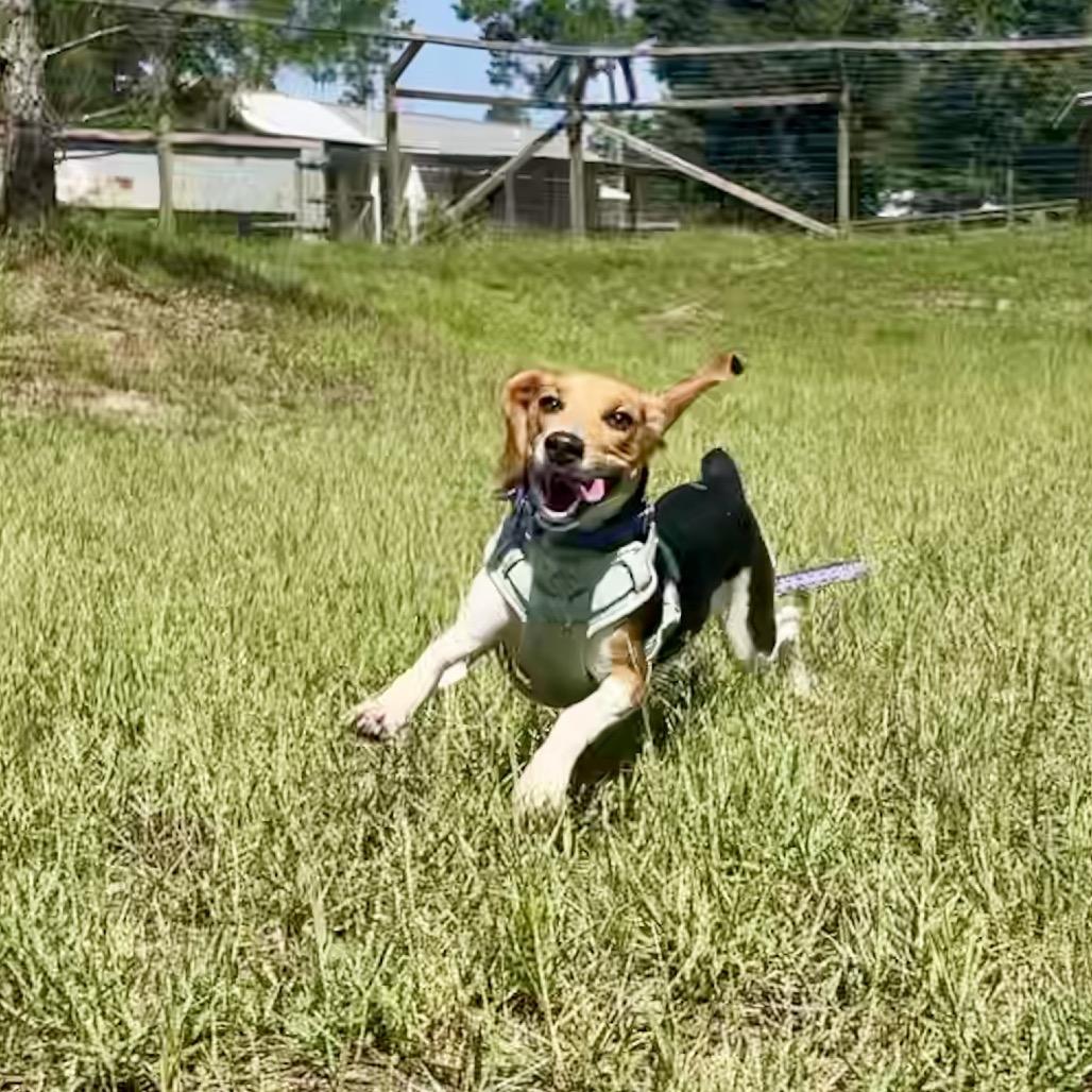 Enlarge Val, a Adoptable mixed breed in Freeport, FL image 2/4