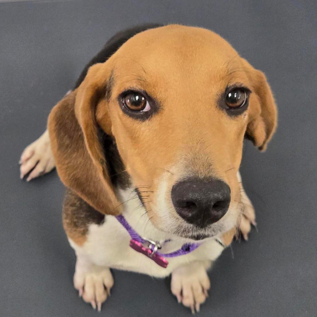 Enlarge Val, a Adoptable mixed breed in Freeport, FL image 3/4