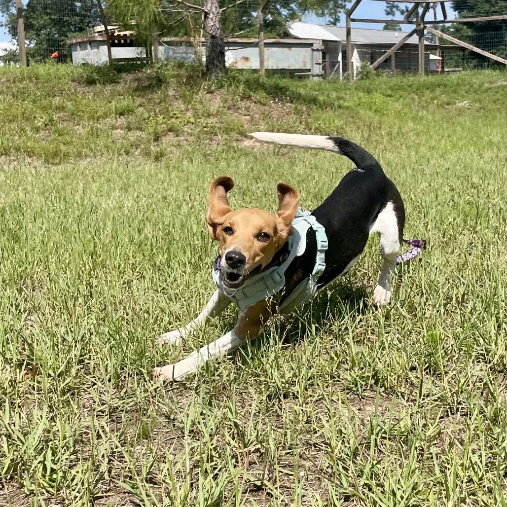 Enlarge Val, a Adoptable mixed breed in Freeport, FL image 4/4