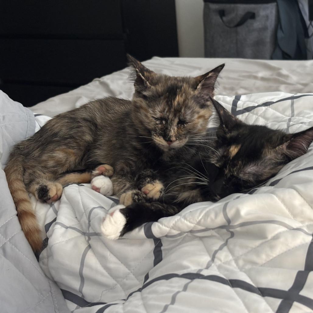 Maple, Adoptable, Kitten Female Domestic Medium Hair.