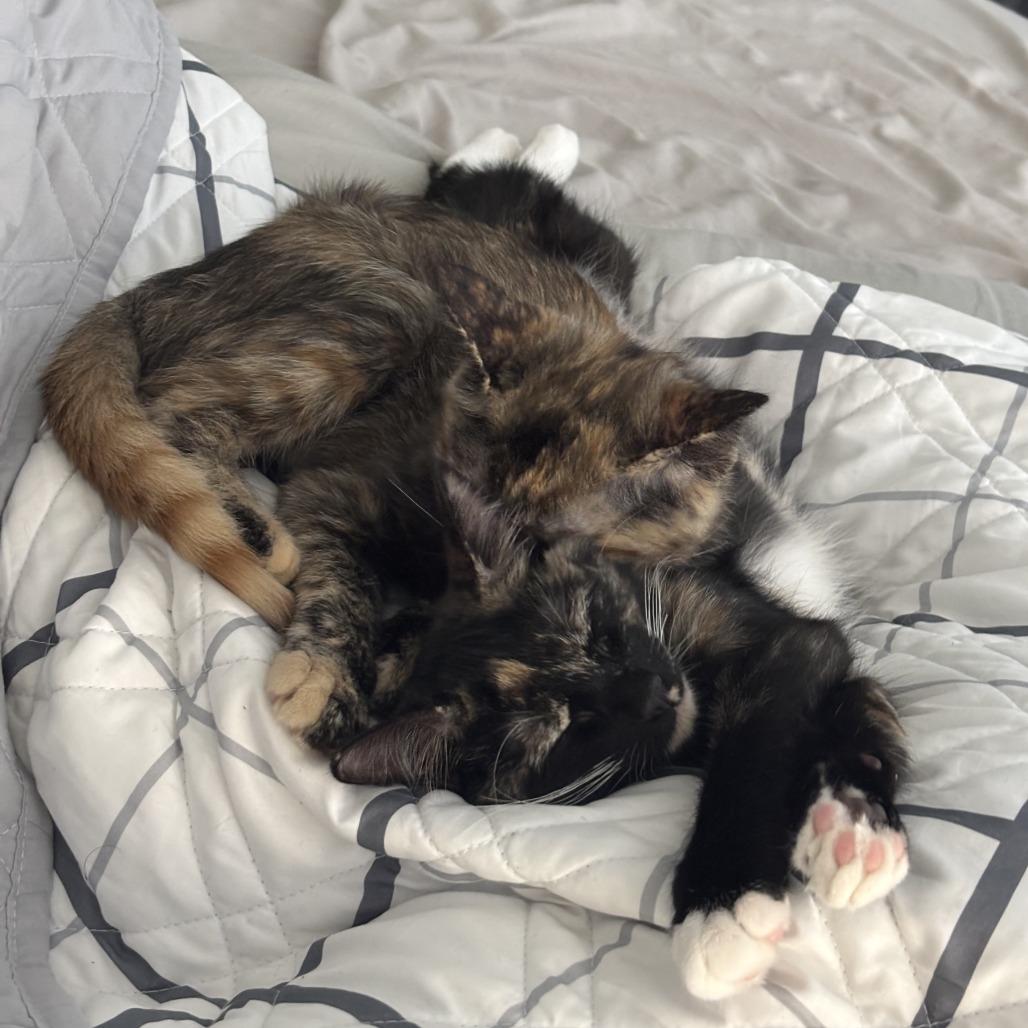 Enlarge Maple, a Adoptable Domestic Medium Hair in Plano, TX image 3/4