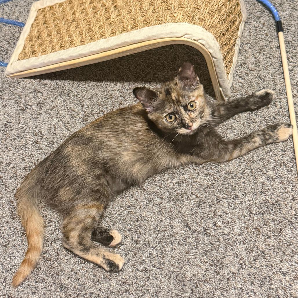 Enlarge Maple, a Adoptable Domestic Medium Hair in Plano, TX image 4/4