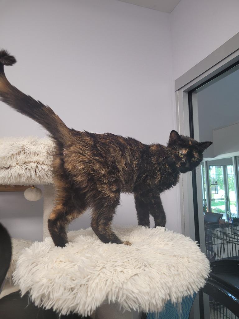 Momma Trip, Adoptable, Young Female Domestic Short Hair.