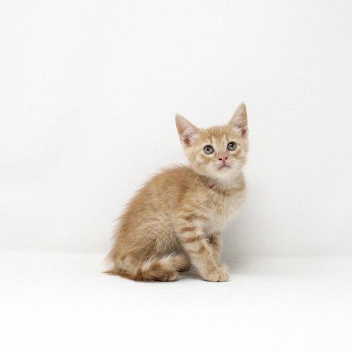 Chamomile, Adoptable, Kitten Female Domestic Short Hair.
