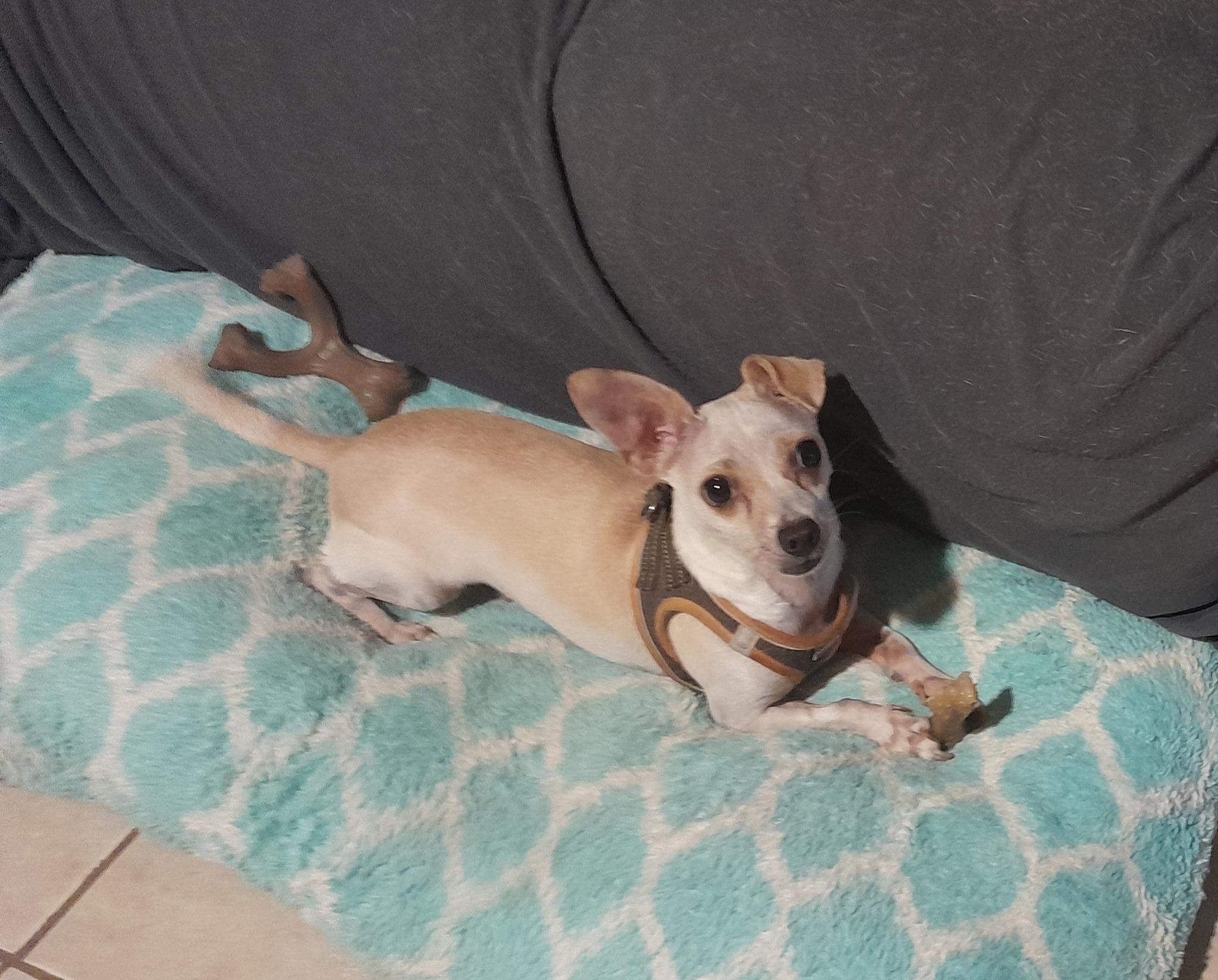 Enlarge Ratatouille, a ADOPTABLE mixed breed in Jacksonville, FL image 2/2