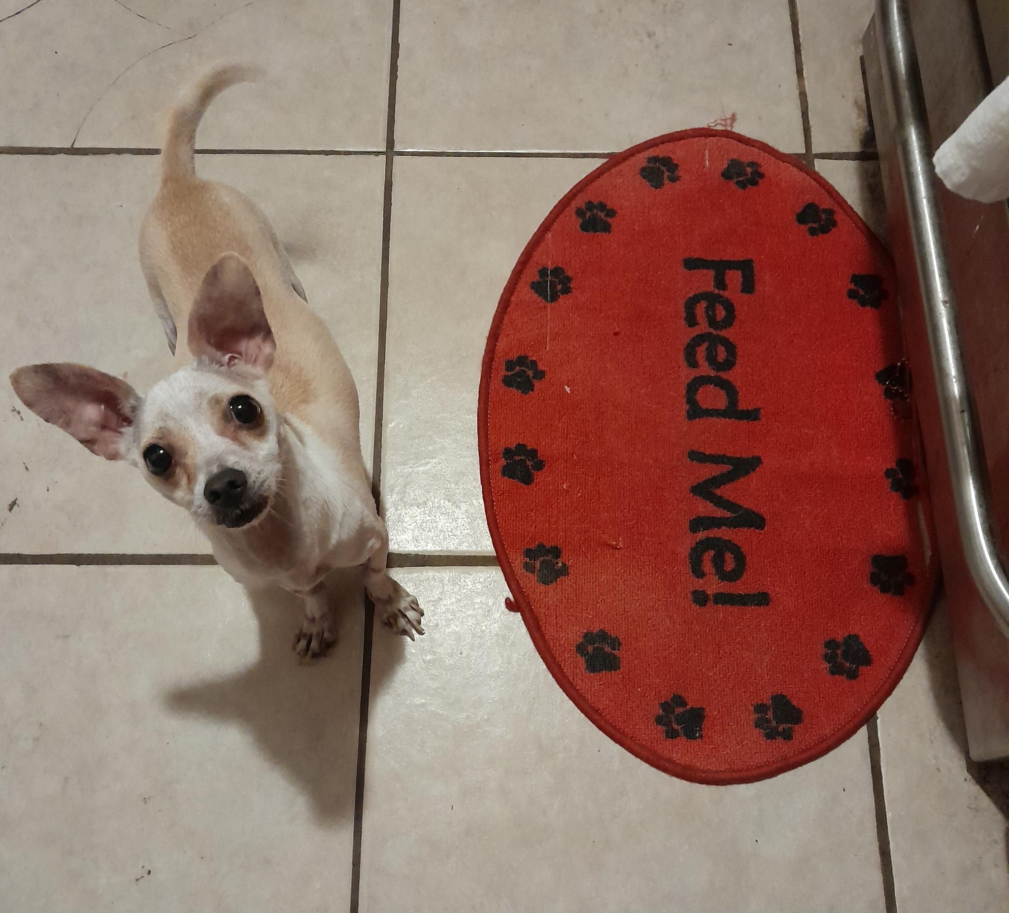 Ratatouille, ADOPTABLE, Adult Male Chihuahua & Rat Terrier.