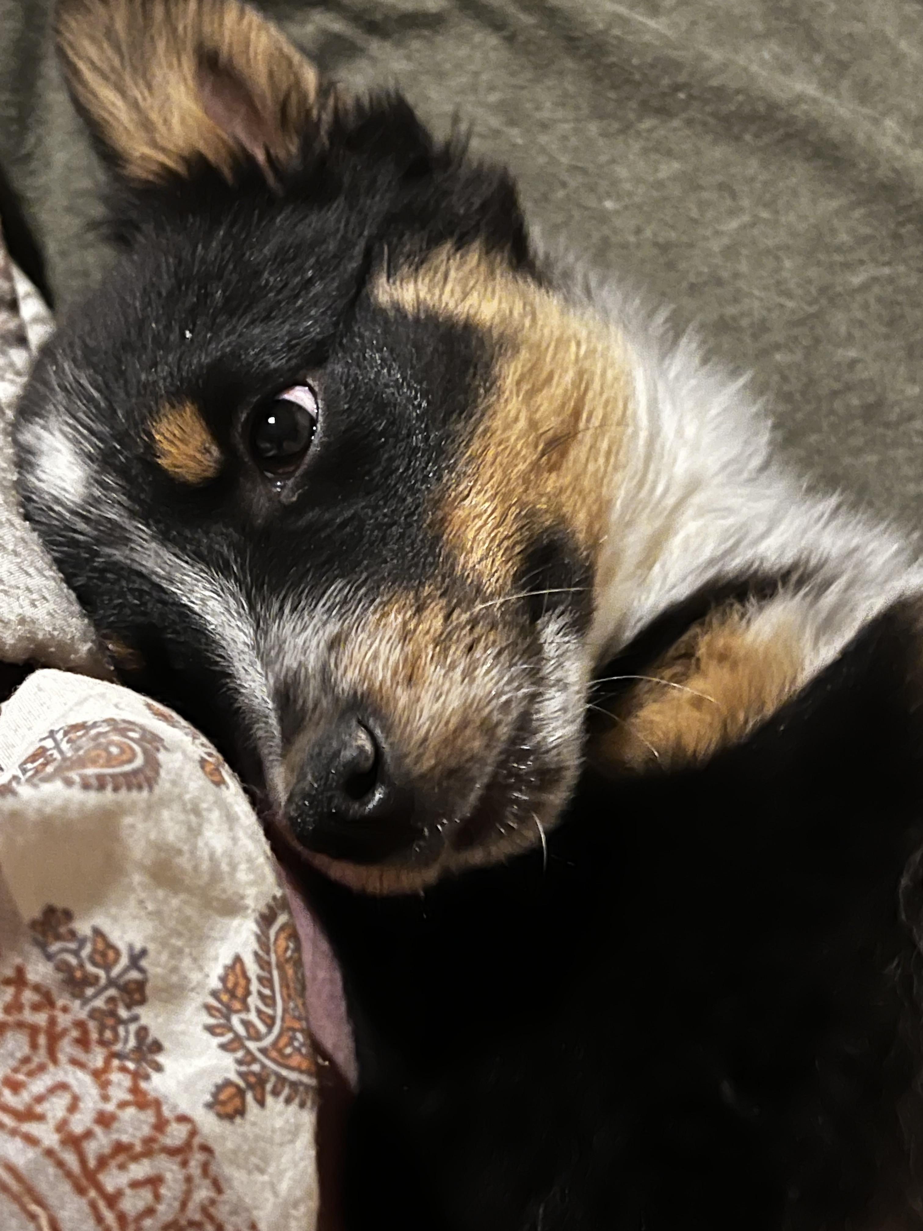 Enlarge Gracie, an adopted mixed breed in Murray, KY image 3/6