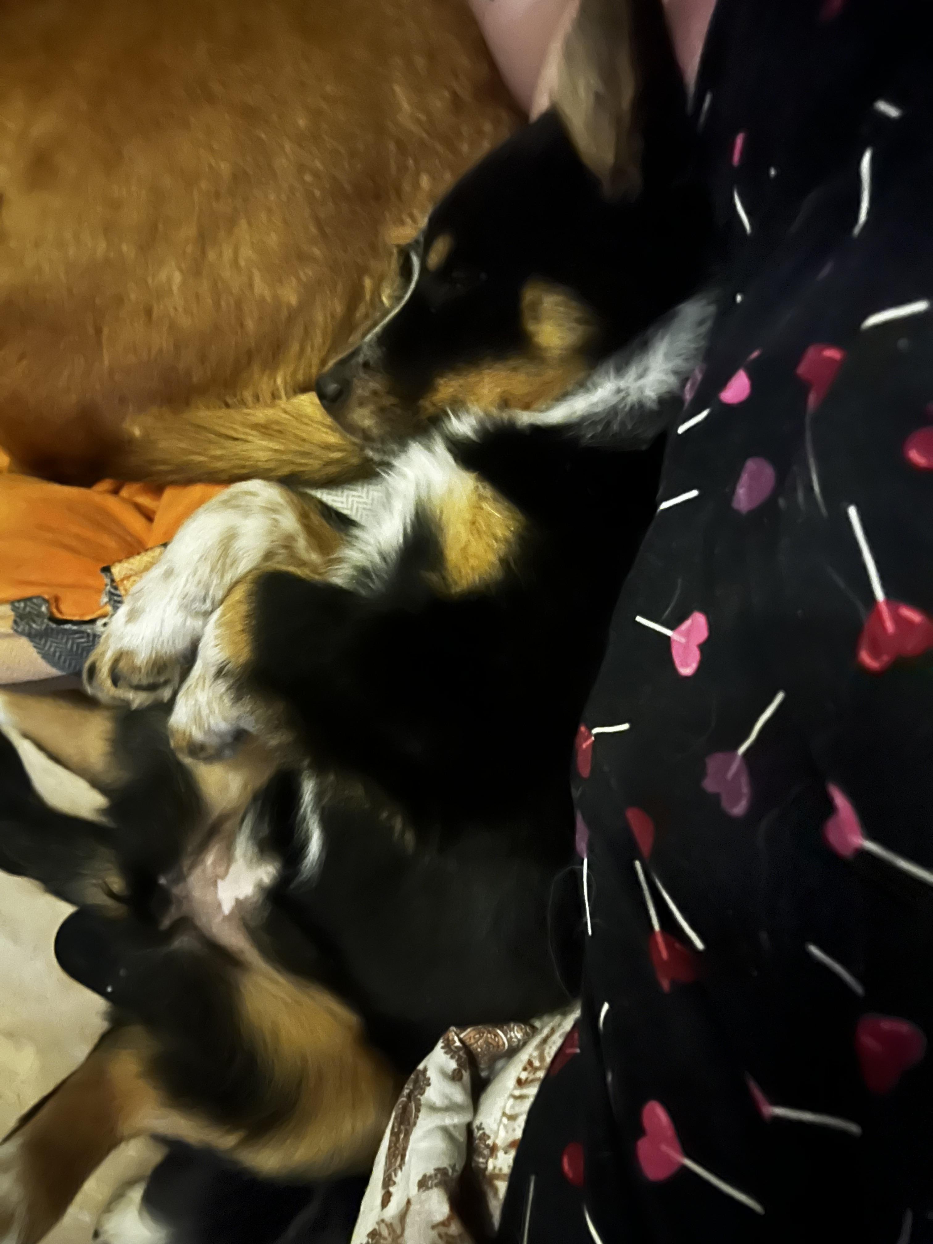 Enlarge Gracie, an adopted mixed breed in Murray, KY image 4/6