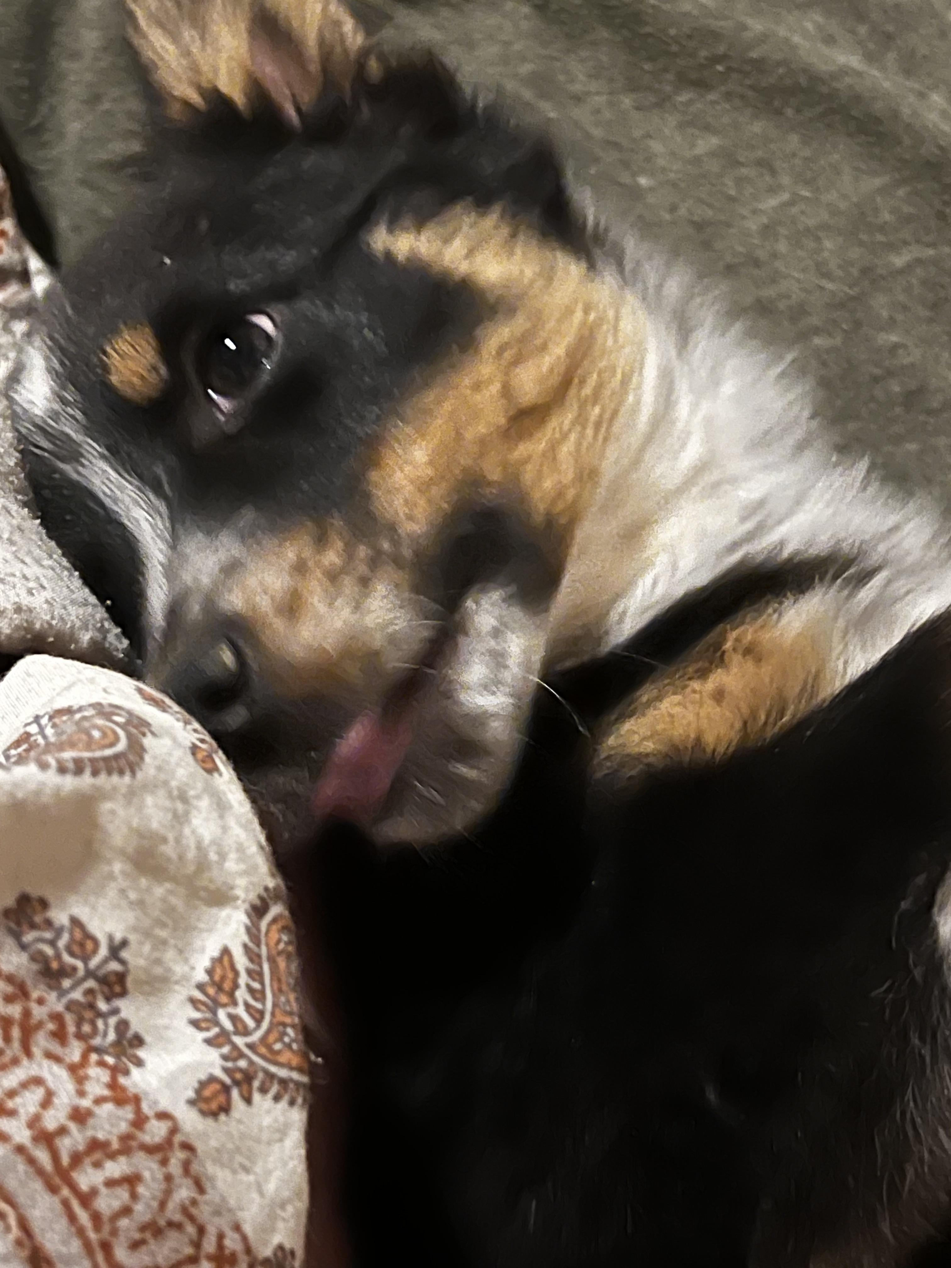 Enlarge Gracie, an adopted mixed breed in Murray, KY image 5/6