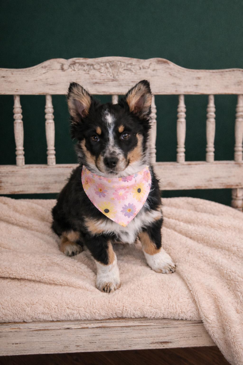 Enlarge Gracie, an adopted mixed breed in Murray, KY image 1/6