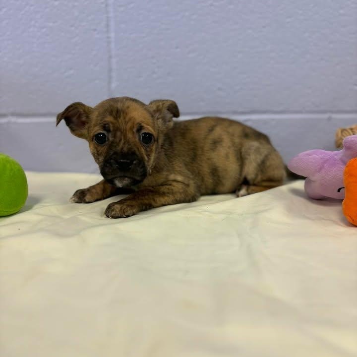 Enlarge Rosebud, a ADOPTABLE mixed breed in Bardstown, KY image 2/4
