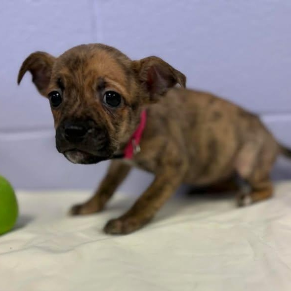 Enlarge Rosebud, a ADOPTABLE mixed breed in Bardstown, KY image 4/4