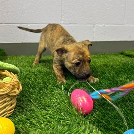 Enlarge Rosebud, a ADOPTABLE mixed breed in Bardstown, KY image 3/4