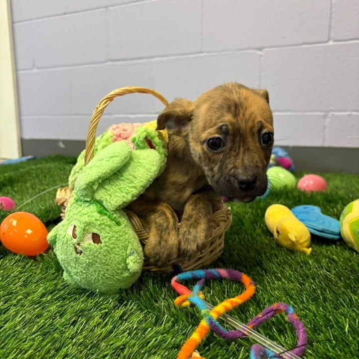 Enlarge Rosebud, a ADOPTABLE mixed breed in Bardstown, KY image 1/4