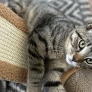 Georgio, Adoptable, Young Male Tabby.