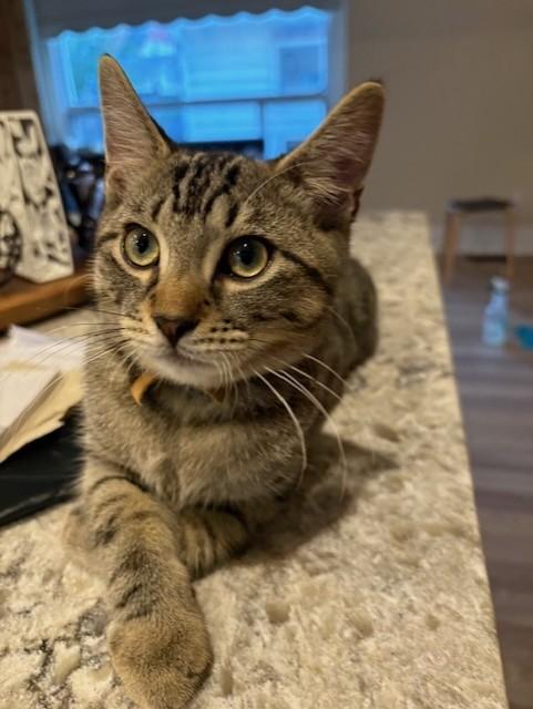 Georgio, Adoptable, Young Male Tabby.