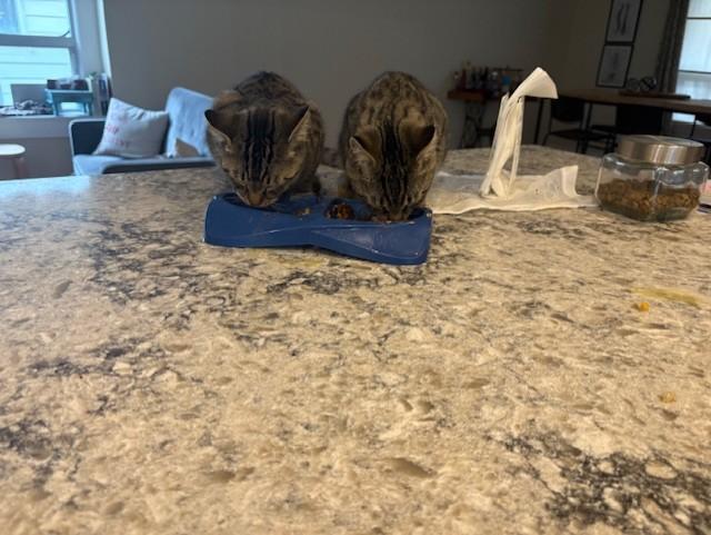 Georgio, a Adoptable mixed breed in Niagara on the Lake, ON image 3/3