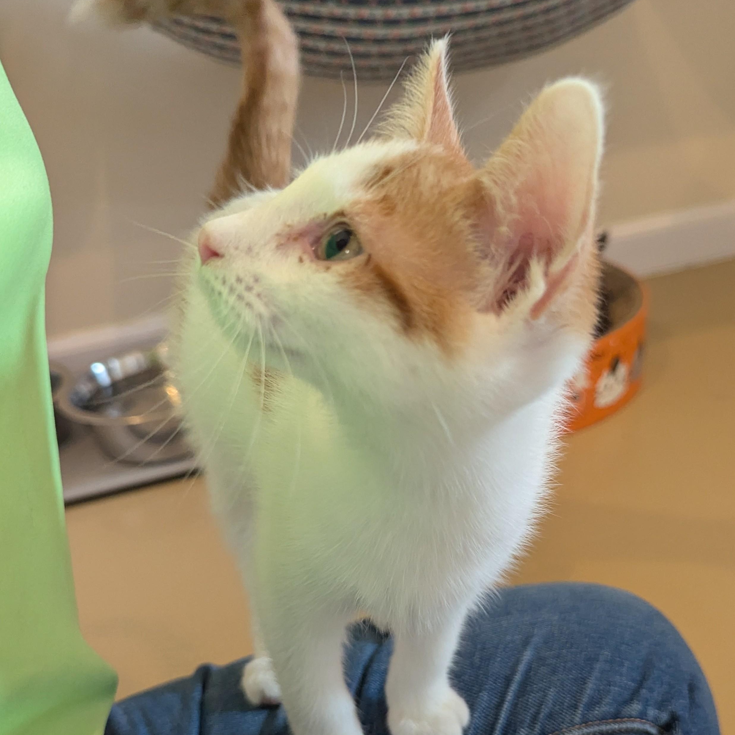 Enlarge SQUILL, a Adoptable Domestic Short Hair in La Crescent, MN image 5/5