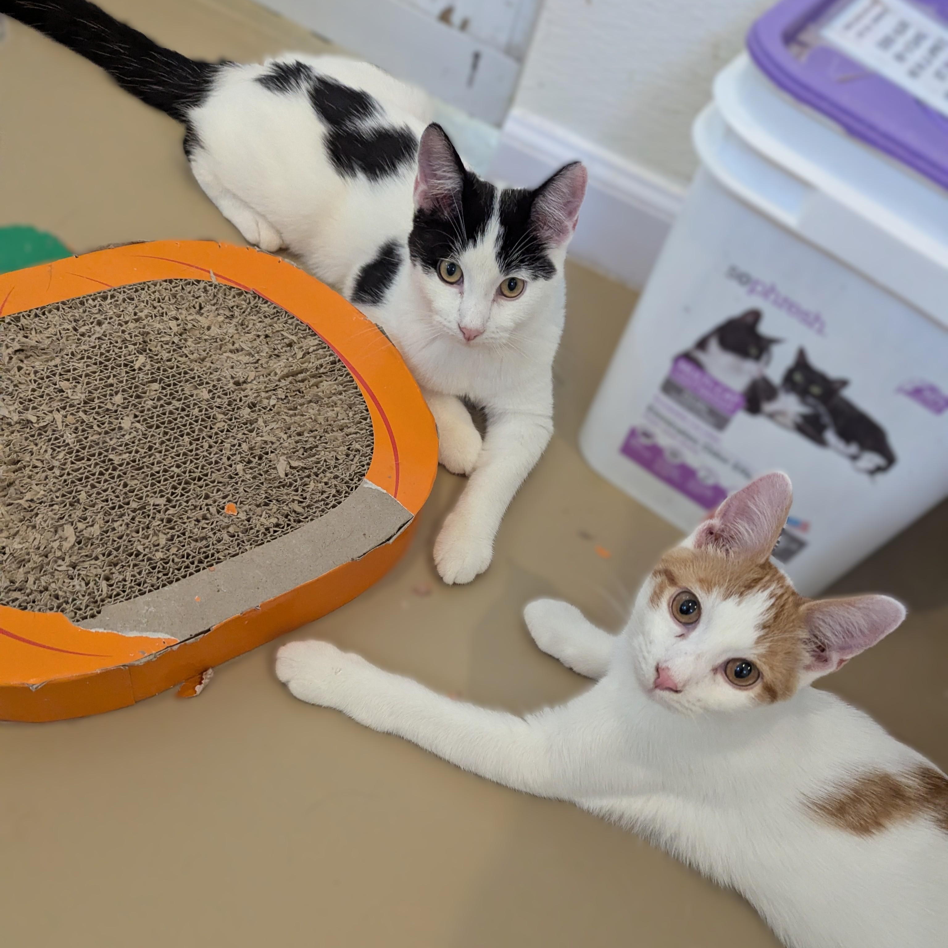 Enlarge SQUILL, a Adoptable Domestic Short Hair in La Crescent, MN image 3/5